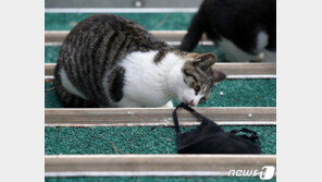 러시아, 동물용 코로나19 백신 ‘카르니백’ 등록…“세계 최초”