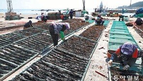 기장미역 말리기 한창