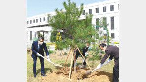 호남대 “본관 앞에 정이품송 후계목 5그루 심어”
