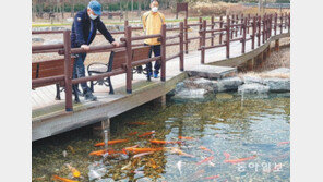 비단잉어도 봄을 반기네 