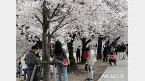 ‘벚꽃엔딩’은 ‘코로나에도 ’네버엔딩‘…또 ’역주행‘