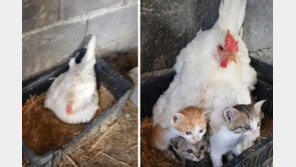 암탉이 소중하게 품은 새끼들 정체는 ‘어미 잃은 고양이’ (영상)