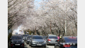 드라이브스루 벚꽃 놀이
