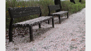 랜선으로 만나는 여의도 ‘벚꽃 엔딩’[청계천 옆 사진관]