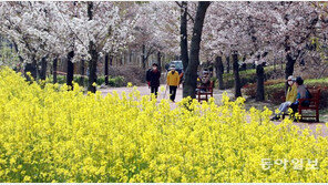 벚꽃 지자 유채꽃이 활짝