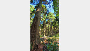 쑥쑥 크는 삼나무, 이젠 애물단지로 전락