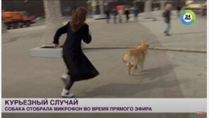 생방송 중 마이크 물고 달아난 개···기자와 ‘추격전’ (영상)