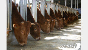 고기반찬 안떨어진다 했더니…1인당 55㎏ 육류 소비