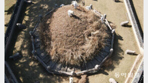 태조 건원릉, 잔디 아닌 억새로 덮인 이유는? [청계천 옆 사진관]