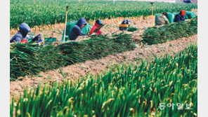 대파 수확작업 한창 