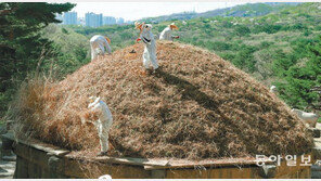 한식날 이성계 봉분 억새 다듬기