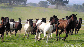 국내산 승용마 100여마리, 한라산 들판에서 ‘봄날의 질주’