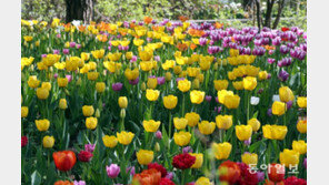 봄의 진짜 주인은 튤립? [청계천 옆 사진관]