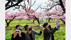 복사꽃 활짝핀 청도