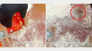 새까만 맨발로 쓱…中 ‘알몸 배추’ 이어 ‘맨발 잡곡’ 논란