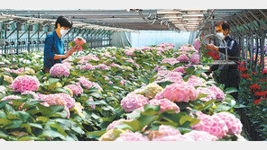 장미-고추장… 강진군 특산물 온라인서 ‘완판행진’