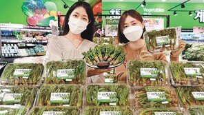 “제철 채소, 참두릅 어떠세요”