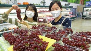 “씨 없는 ‘델라웨어’, 포도 맛보세요”