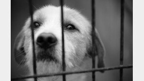개·고양이 학대하고 죽이기까지…경찰, 동물판 ‘N번방’ 전수 조사