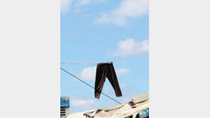 [고양이 눈]파란 하늘을 날아서