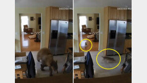 “어딜 들어와!” 가정집 침입한 곰 내쫓은 반려견들 (영상)