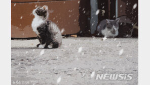 ‘동물 n번방’ 충격…개·고양이 화살 쏜 뒤 채팅방 자랑