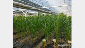 식용옥수수 연말까지 무관세 수입…128만t 적용대상