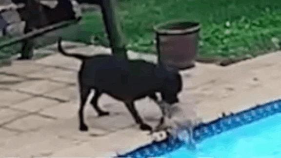 주인이 없는 사이 수영장에 ‘풍덩’ 빠진 친구 구해낸 강아지
