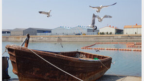 철선 지켜주는 괭이갈매기