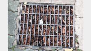 강북구 담배꽁초 수거보상금 올려 월 최대 6만원… 젖은 꽁초도 인정