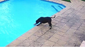 수영장에 개 빠지자 달려온 친구 개…34분 사투 끝 구조