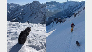 등산객 따라 해발 3000m 산 오른 고양이…알고 보니 등산 마스터?