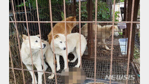 국민 절반 “동물학대 처벌 약하다”…입양비용 평균 41.2만원