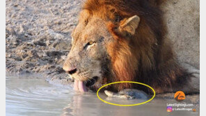 물 마시는 ‘밀림의 왕’ 방해한 것은…작은 거북? (영상)