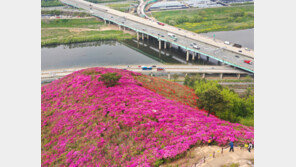 대구 와룡산 영산홍 군락지, 고속도로 이용자 명소로 떠올라