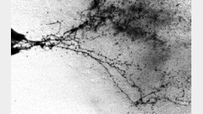 ‘렛잇비’ 제작자 여배우 살해 미스터리, 18년 만에 풀었다