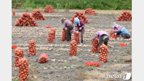 ‘값 비싸진’ 양파 재배 수요 늘었다…전년 대비 22.8%↑