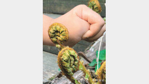 [고양이 눈]고사리손