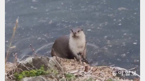 대구 달서구, 공단도시서 생태계도시로…“공원엔 수달 가족 이사왔어요”