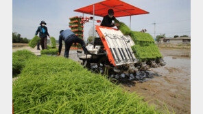 ‘이천쌀’ 모내기