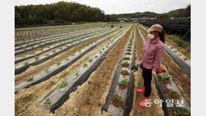 ‘외국인 일손가뭄’에 속타는 농어촌… “일당 3배 준다 해도 못구해” 