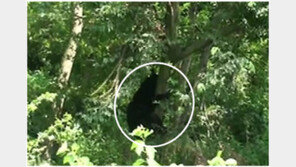  시지바이오, 골대체제 ‘노보시스’로 멸종위기 반달가슴곰 치료