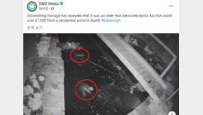 비단잉어 155만원어치 홀랑 먹어치운 ‘고급 입맛’ 수달 (영상)