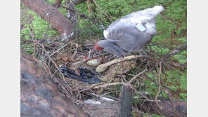‘방사’ 따오기, 국내 멸종 42년 만에 첫 야생 부화 성공