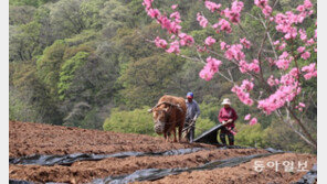 “워워”, “이랴, 이랴” 아직도 소 쟁기질하며…[청계천 옆 사진관]