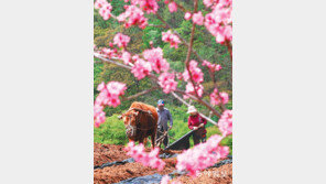 [고양이 눈]분주한 봄