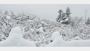 곧 5월인데…15cm 폭설에 설국으로 변한 설악산