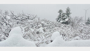 4월 마지막 날… 하얗게 변한 雪악산