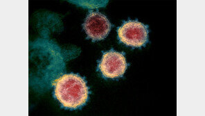 인도 덮친 ‘삼중 변이 바이러스’, 넌 누구냐? 