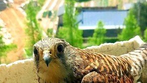 아파트 발코니 화분에 둥지 튼 천연기념물 황조롱이